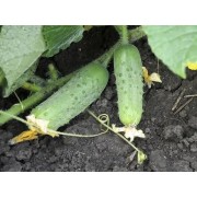 Огірок Соната F1 RZ, (15 нас)